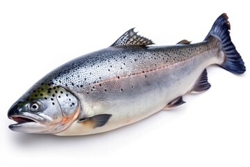 Obraz premium fresh salmon fish isolated on white background