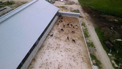 Dairy Cows in Shed on Advanced Farm