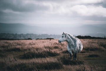 Obraz premium horse in the field