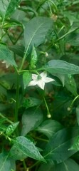 White Chili Flower on Green Leaves Background