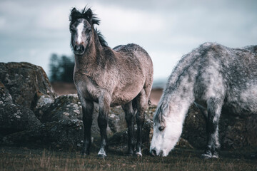 Fototapeta premium horse on a meadow