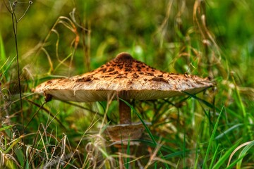 mushroom in the grass