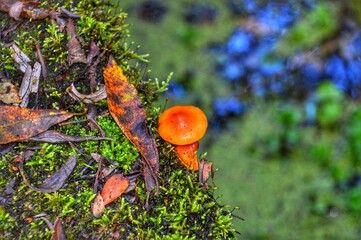 orange mushroom on a mossy tree