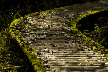 Wooden footpath in nature