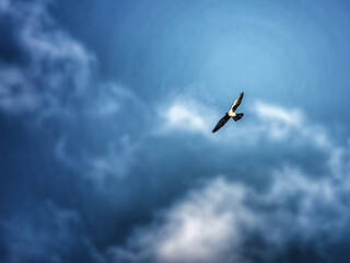 bird of prey in the sky