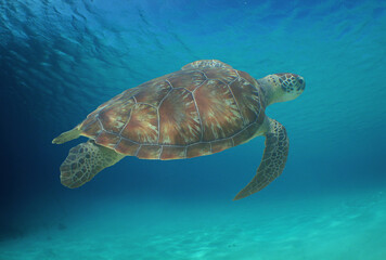 Obraz premium a green sea turtle swimming near the surface in the caribbean sea