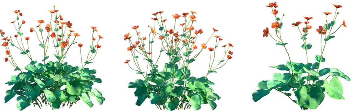 Set of Geum coccineum frontal isolated png on a transparent background perfectly cutout high resolution