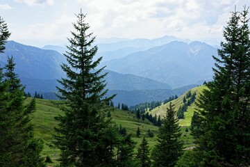 Scenic pine forest in the mountains