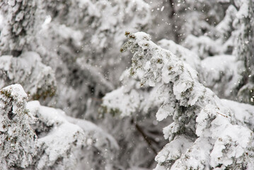 pine branch covered in snow, winter natural universal snow background