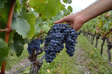 Uva Harvest: Grappoli Vigneto Vinery Vine Fall Barolo Wine Collecting