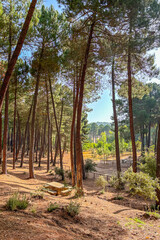 Fototapeta premium Recreation area el Robledal, start of hiking trail to peak Maroma, Sierra Tejeda Natural Park, Spain 