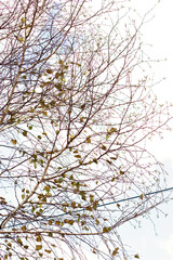 Tree branches against the sky in autumn.