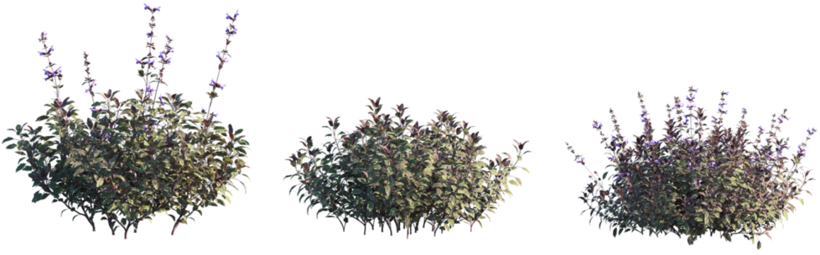 Set of Salvia Officinalis Tricolor (Tricolor Sage) frontal isolated png on a transparent background perfectly cutout high resolution