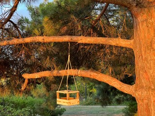 Wooden birdhouse hanging from a tree branch in a serene forest