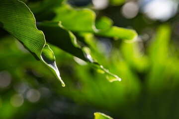 leaf with drops