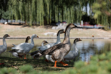 country goose and geese