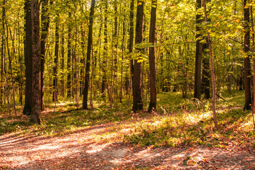 Autumn forest landscape in the sunny day