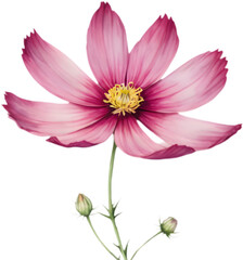 Obraz premium Large, Deep Pink Cosmos bipinnatus Flower Watercolor. 