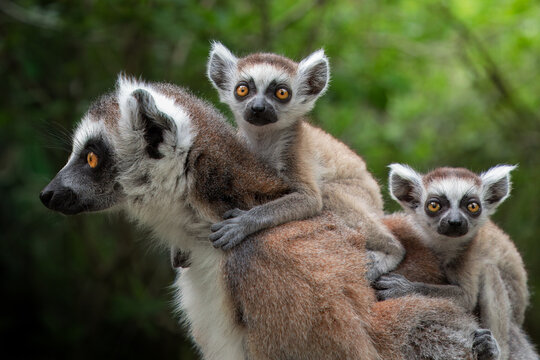 Two baby lemurs looking into the lens