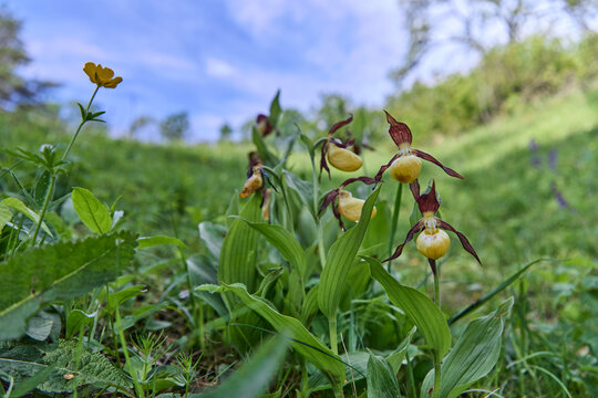 Orchid yellow lady&acute;s slipper cypripedum calceolus in nature