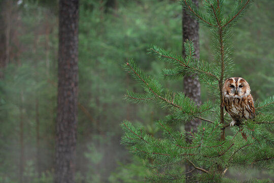 Watchful owl (strix aluco) brown form in forest outdoors