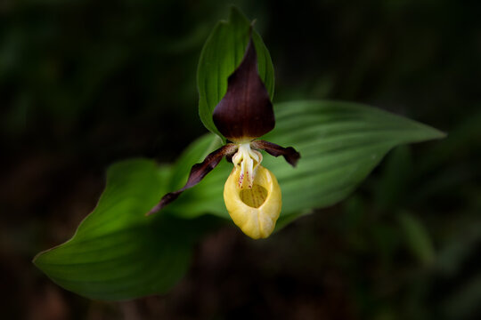 Yellow Lady&rsquo;s Slipper, Cypripedium calceolus in blosom