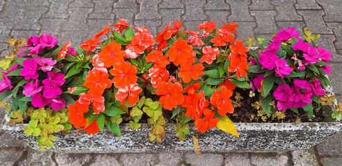 Pink and red impatiens flowers grow in a stone pot against a sidewalk. Panorama of impatiens bushes.