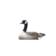 Canada Goose Portrait on White Background
