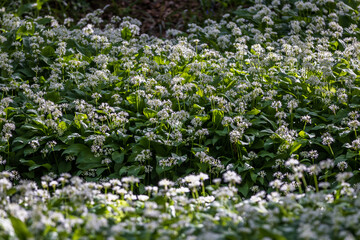 An abundance of wild garlic growing in Sussex woodland, on a sunny spring day