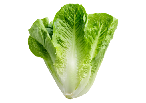Romaine lettuce vegetable isolated on transparent or white background