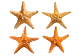 Set Starfish isolated on transparent or white background