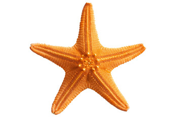 Starfish isolated on transparent or white background