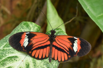 The Postman butterfly Heliconius melpomene sitting on a leaf