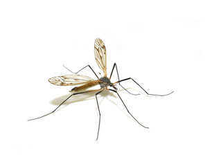 The cranefly Tipula pseudovariipennis on white background