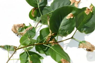 Fototapeta premium Lilac leaf damaged by the larvae of Gracillaria syringella moth