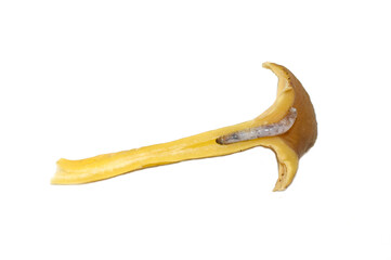nsect larva feeding inside yellowfoot chanterelle mushroom
