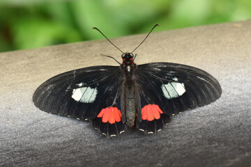 The black and red Arcas cattleheart butterfly Parides arcas sitting on a log © hhelene
