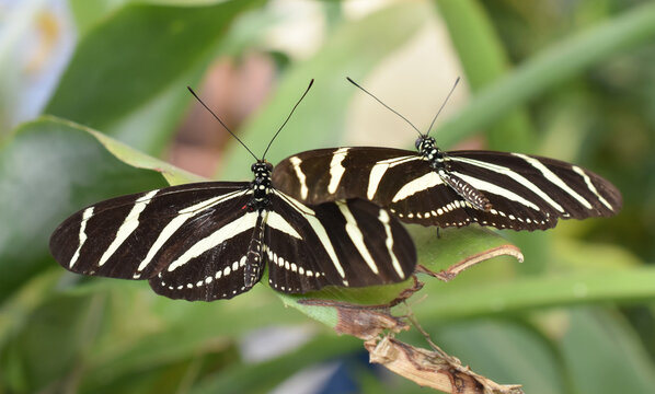 Two zebra longwing butterflies Heliconius charithonia on a leaf