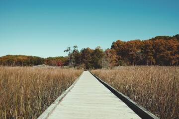 Fototapeta premium Scenic boardwalk through marshland in autumn.