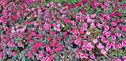 Panorama of colorful flowers Impatiens walleriana.