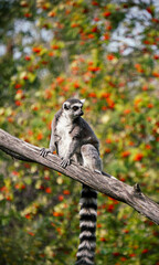 Close up of a lemur