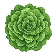 Obraz premium Green lettuce leaves, white isolated background , transparent, Clipart