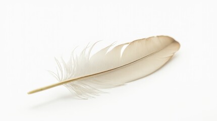 A soft, delicately curved feather quill with its intricate barbs clearly visible, resting lightly on a white background.