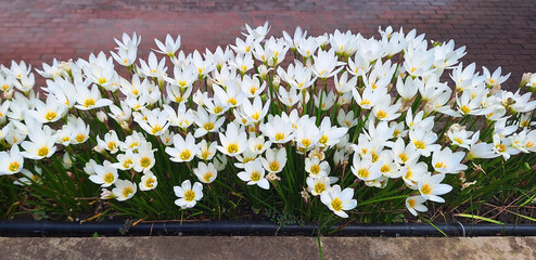 Obraz premium Panorama of zephyranthes or crocus bushes with white flowers.