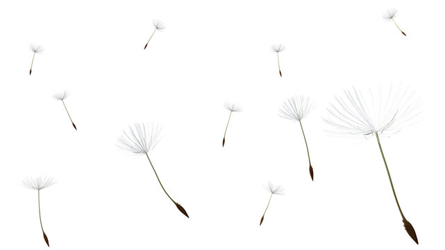 Dandelion seeds blow in the wind on transparent background