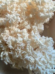 coral reef in the sea