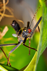 A black walking stick insect