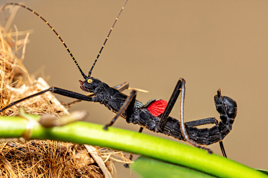 A black walking stick insect