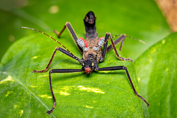A black walking stick insect