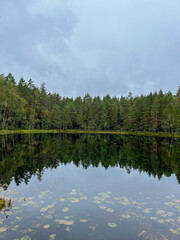 lago con pinos detràs 